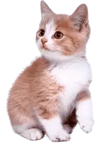 قطط للبيع في سنغافورة : أفضل الأسعار