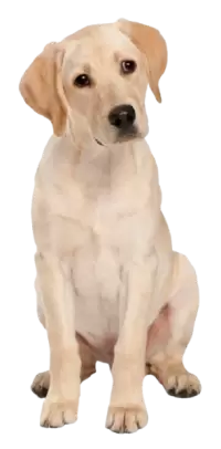 كلاب للبيع في سنغافورة : أفضل الأسعار