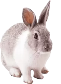 ارانب للبيع في سنغافورة : أفضل الأسعار