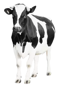 أبقار للبيع في سنغافورة : أفضل الأسعار