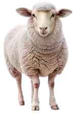 خرفان و اغنام للبيع في سنغافورة