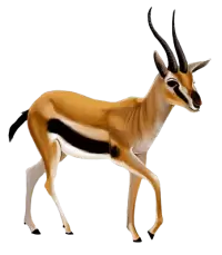 غزلان للبيع في سنغافورة : أفضل الأسعار