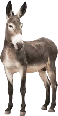 حمير للبيع في سنغافورة : أفضل الأسعار