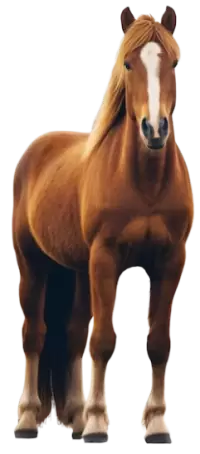 خيل للبيع في سنغافورة : أفضل الأسعار