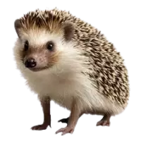 قنافذ للبيع في سنغافورة : أفضل الأسعار