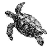 سلاحف و زواحف للبيع في سنغافورة