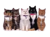 حيوانات للتبني فى سنغافورة