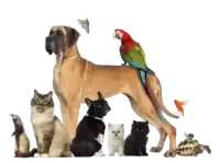 حيوانات اخرى للبيع فى سنغافورة