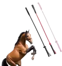 ترويض و تدريب فى سنغافورة