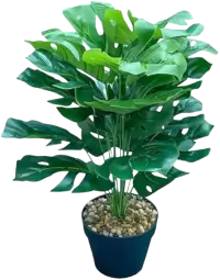 بذور و فسائل صغيرة فى سنغافورة