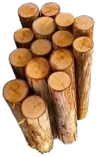 اشجار تالفة للحطب فى سنغافورة